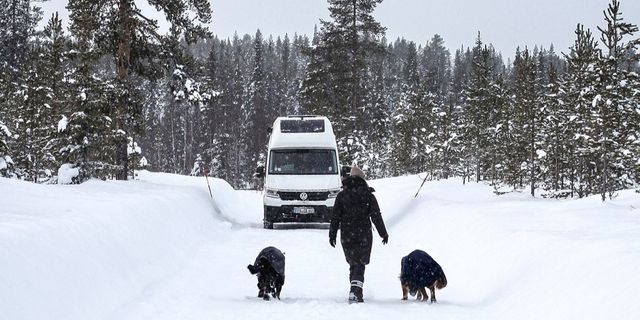 A CamperBoys van driving through a  snowy forrest. In the foreground a person is walking with two dogs.