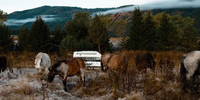 Off Camper fährt durch eine Herde von Pferden