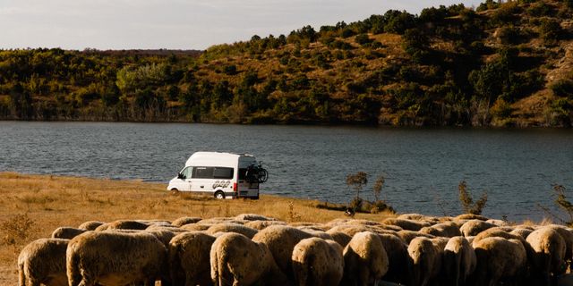 Ein Off VW Grand California Camper steht in Slowenien hinter einer Schafherde
