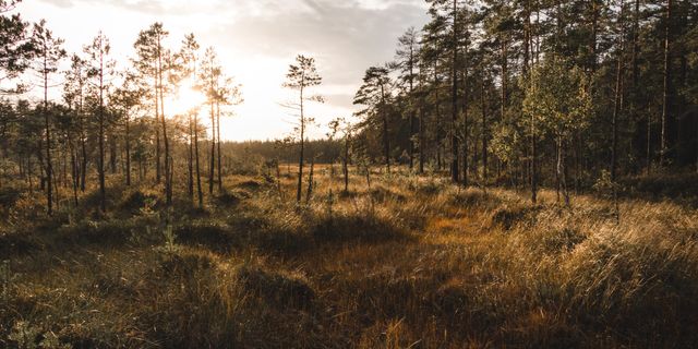 Landscape Sweden