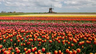 Ein prächtig blühendes Tulpenfeld mit einer Wildmühle im Hintergrund in den Niederlanden im Frühling