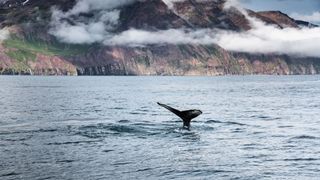 Whale Watching auf der Rundreise in Island mit dem Camper: Die Flosse eines Wals ragt vor einer Bergkulisse aus de Meer