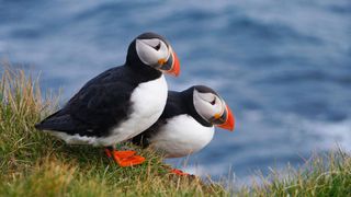 Island Urlaub Rundreise: Zwei Papageientaucher sitzen an den Latrabjarg-Klippen