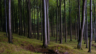 Buchenbaum Wald