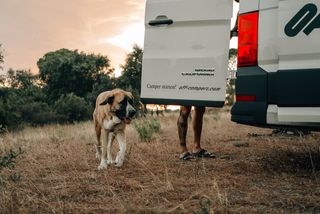 Hund läuft neben Off Camper auf Campingplatz in der Wiese