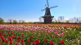 Mill in tulip field at Keukenhof while camping in Holland