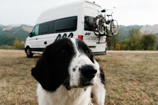 Ein Hund ist dicht an der Kamera. Im Hintergrund sieht man einen VW Grand California Van vor einer Bergkulisse.