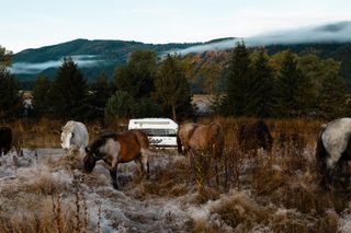 Ein Grand California Van steht in den Bergen geparkt. Auf der Wiese davor grasen einige Pferde.