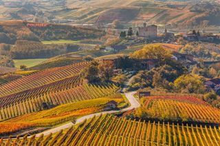 Piemont, Weinberge im herbstlichen Orange