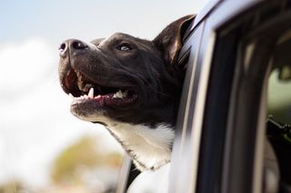 Ein Hund streckt seinen Kopf aus dem Fenster eines fahrenden Autos. 
