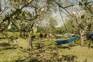 Naturcampingplatz Camp Apicorno in der Toskana: Campervans und Hängematte unter Olivenbäumen