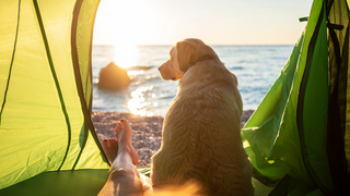 Ein Hund schaut aufs Meer aus einem Zelt heraus