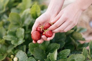 One person picking strawberries from field