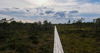 Der Soomaa Nationalpark in Estland. Alle Infos zu Estland Camping hier im Artikel.