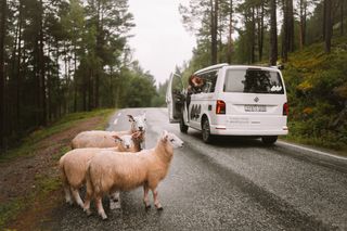 Ein VW California Camper Van auf einer Straße in Norwegen, daneben Schafe.