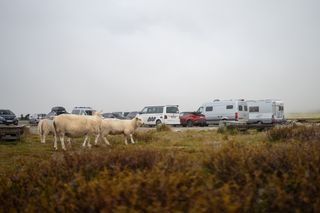 Campingplätze Island: Drei Schafe vor einem Campingplatz auf Island, auf dem ein Off Camper zu sehen ist