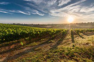Wine field with the sun shining