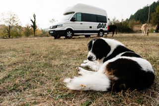 Ein Grand California Van steht auf einer Wiese, etwas entfernt davon liegt daneben ein Hund.