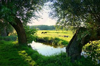 Grüne Weide mit Pferden am Fluss